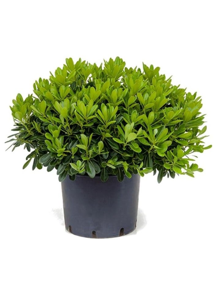 بيتوسبوروم توبيرا - Image 1