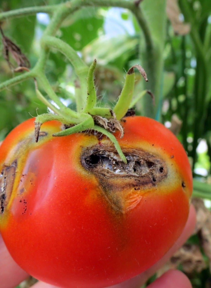 general PORSELEN Agriculture Insecticide 100GM - Image 4