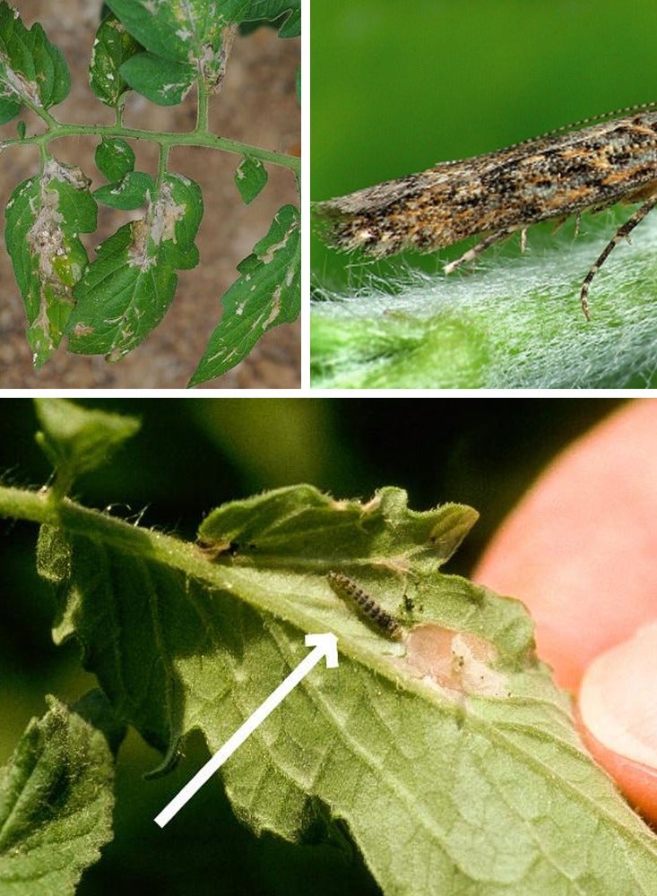 general PORSELEN Agriculture Insecticide 100GM - Image 3