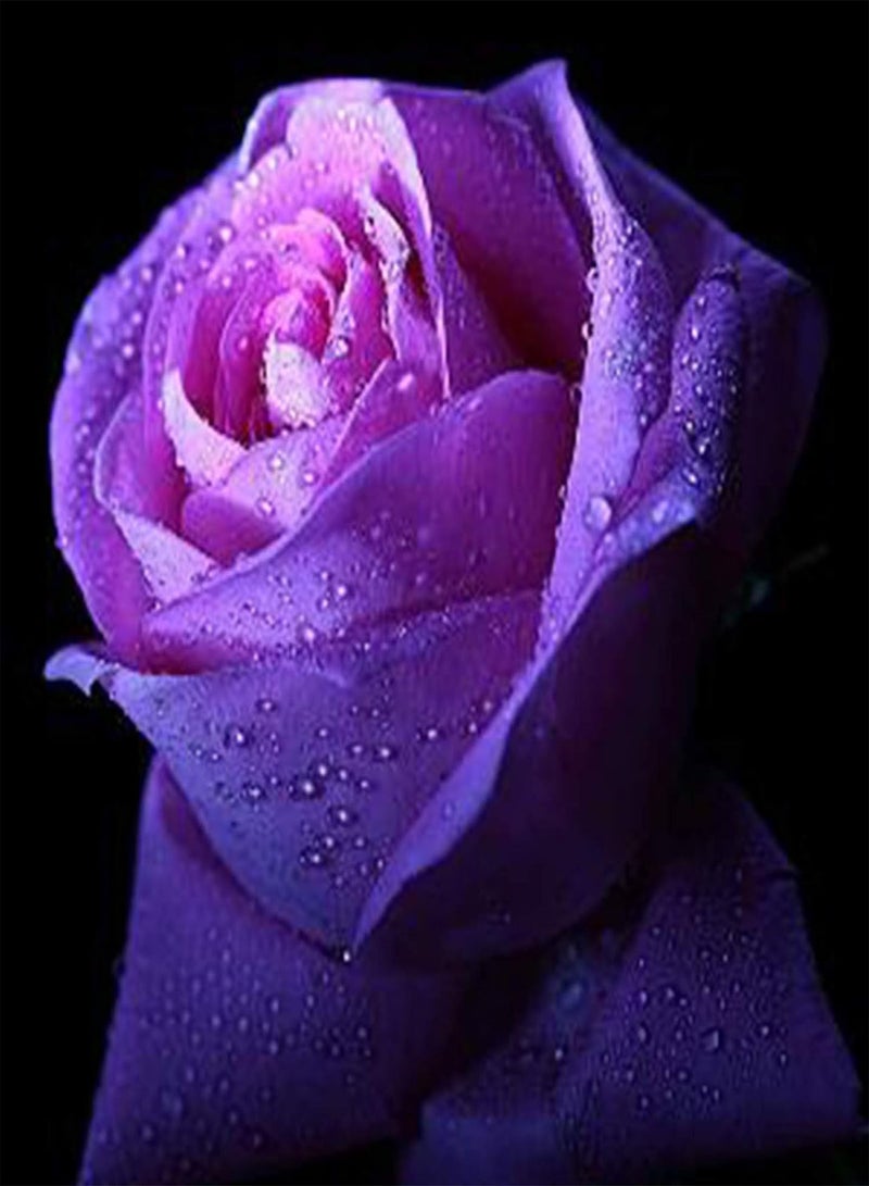 GGOOT Seed for Planting,100Pcs/Bag Rose Seeds Sweet High Germination Rate Multi-color Perennial Plant Bonsai Rose Flowers Seed for Yard Bonsai Seeds for-Creamywhite-rose seed - Image 2