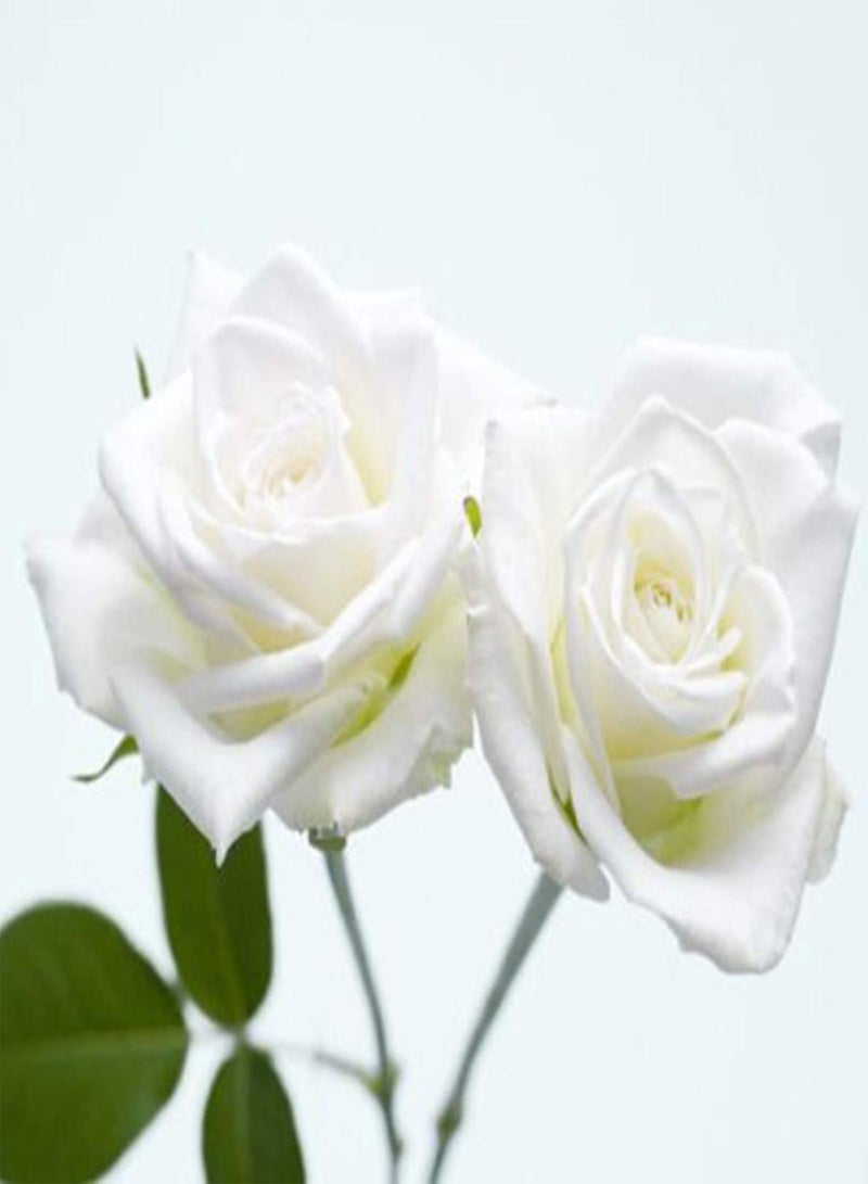 GGOOT Seed for Planting,100Pcs/Bag Rose Seeds Sweet High Germination Rate Multi-color Perennial Plant Bonsai Rose Flowers Seed for Yard Bonsai Seeds for-Creamywhite-rose seed - Image 5