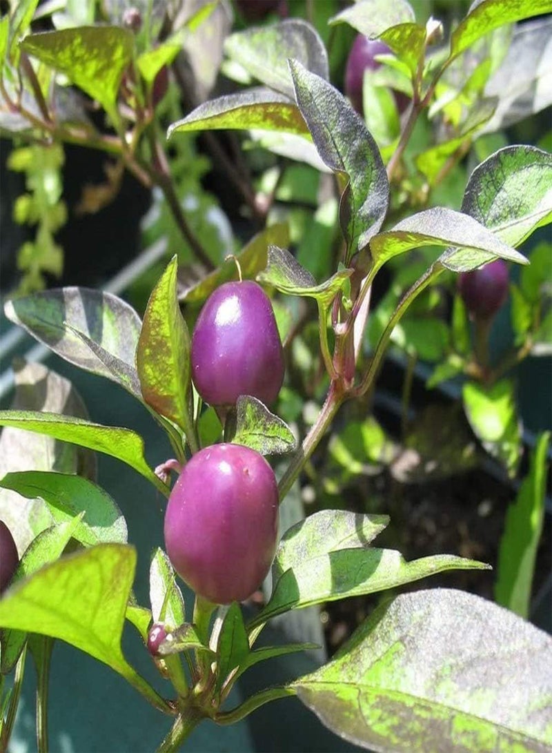 GGOOT 50Pcs Purple Pepper Seeds Non-GMO Heirloom High-Yield Chili Seed Natural Vegetables Autumn Planting Easy to Survive Suitable for Beginners DIY Home Garden Decor