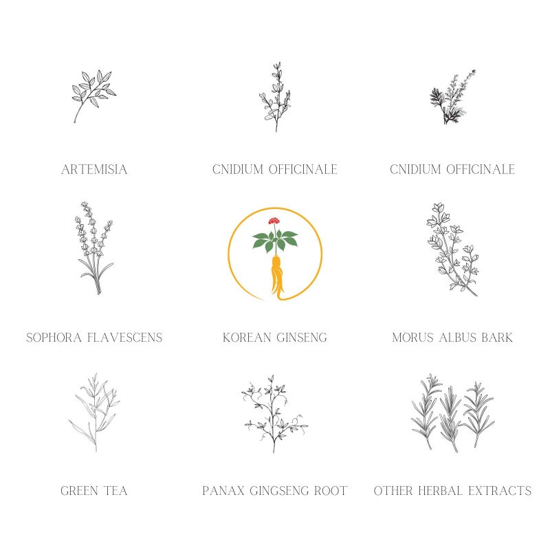 DAENG GI MEO RI داينغ جي ميو ري - كي جولد - مجموعة الشامبو والعلاج الفاخرة لتساقط الشعر، الشعر الرقيق، والوقاية من الشعر الرمادي، شامبو عشبي طبي، طبيعي بالكامل، العلامة التجارية رقم 1 في كوريا - Image 3