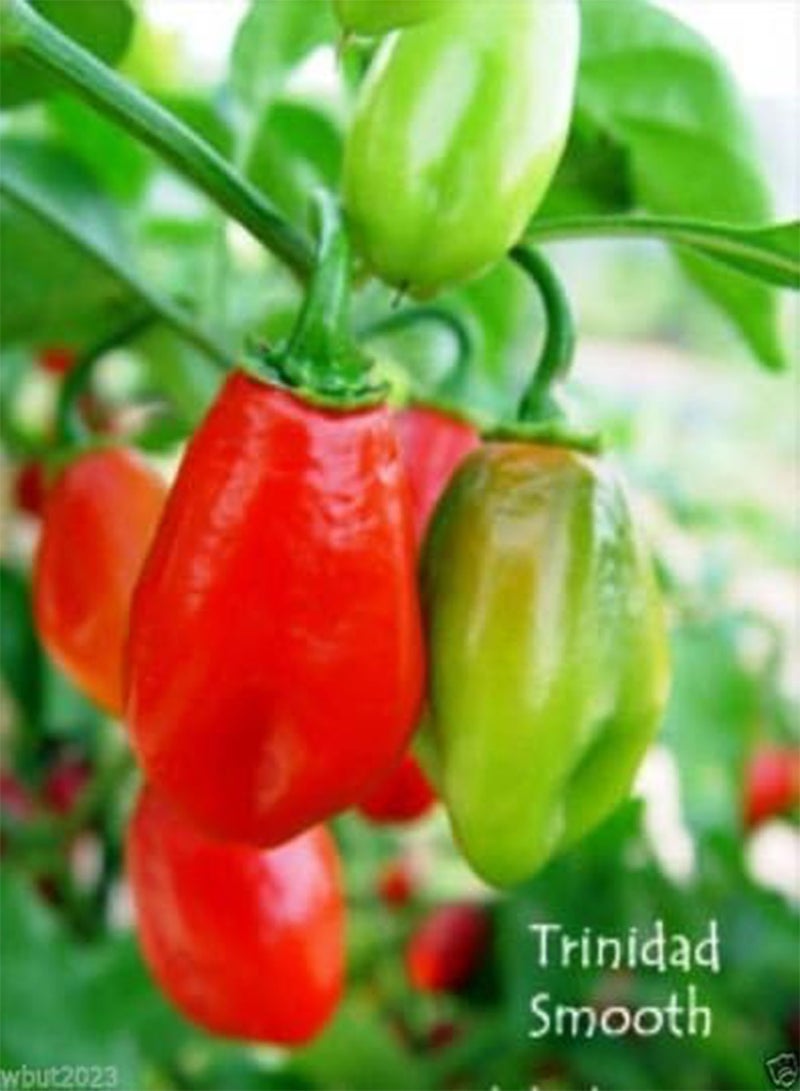 GGOOT 25 TRINIDAD SMOOTH  seeds~Heirloom,- Sweet/Mild; Habanero Seasoning - Image 1