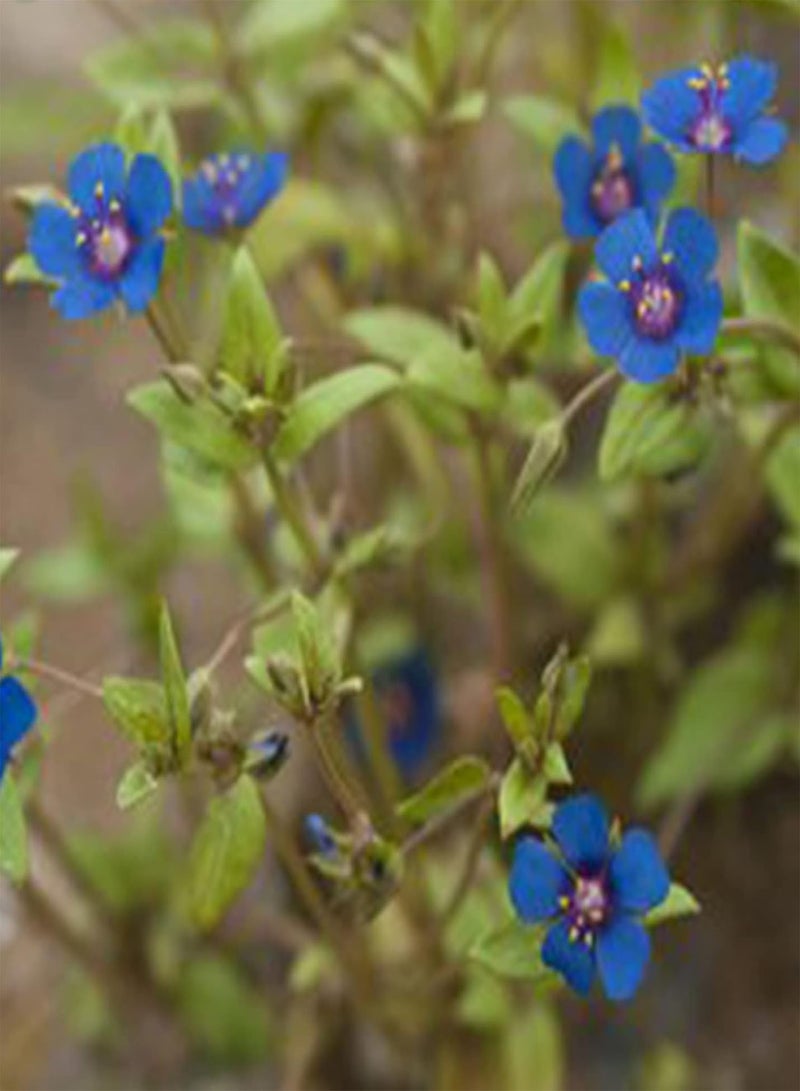 جي جوت 50 قطعة من بذور زهرة البيمبرنيل الزرقاء، شتلات نباتات زهرية سنوية طبيعية مزهرة للحدائق، مقاس واحد - Image 2