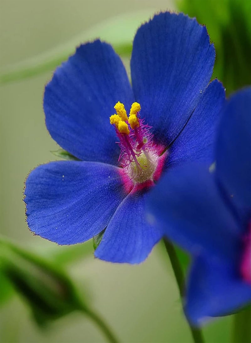 جي جوت 50 قطعة من بذور زهرة البيمبرنيل الزرقاء، شتلات نباتات زهرية سنوية طبيعية مزهرة للحدائق، مقاس واحد - Image 5