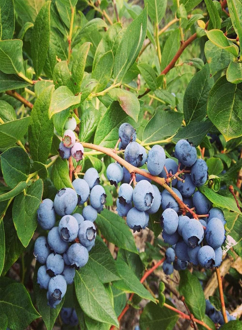 GGOOT 300pcs Perennial Blueberry Seeds Grow Your Own Special Variety Fruit Operate Simple Can Be Easily Grown Without Any Experience - Image 2