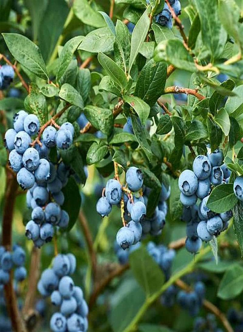 GGOOT 300pcs Perennial Blueberry Seeds Grow Your Own Special Variety Fruit Operate Simple Can Be Easily Grown Without Any Experience - Image 1