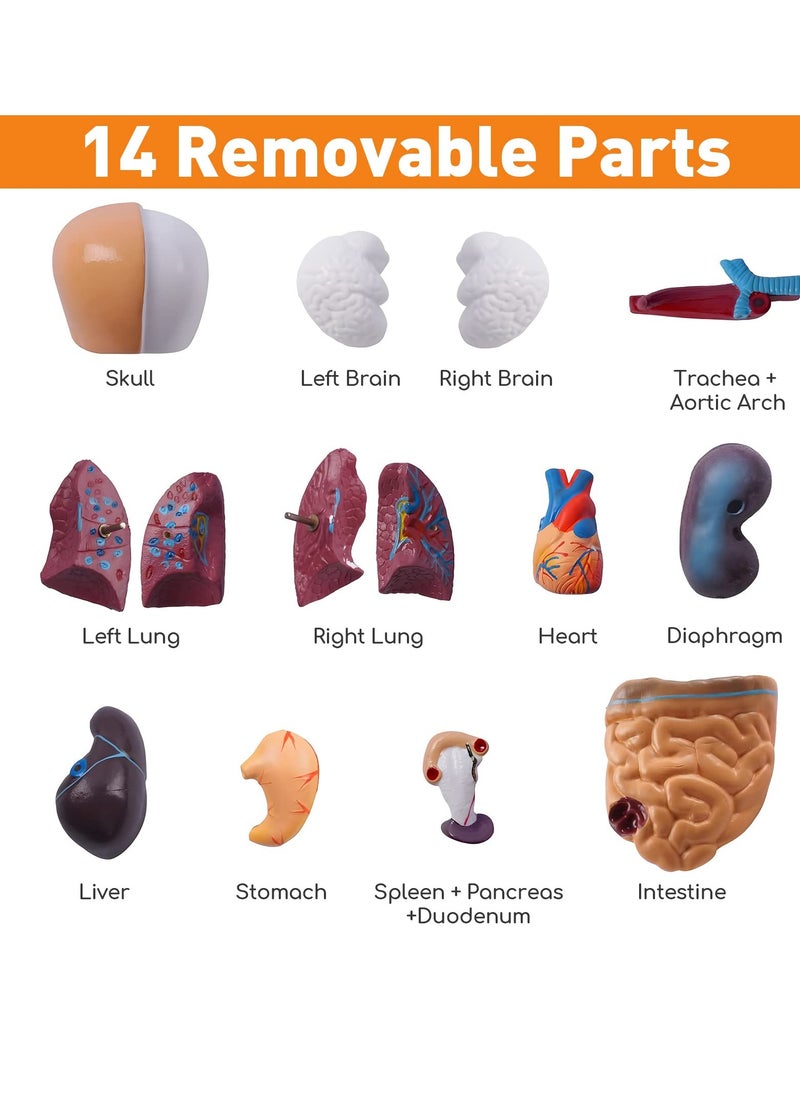 Human Body Model for Kids, 15Pcs Removable Human Torso Anatomy Model, Body Parts for Toddlers, Preschool Learning Toys, Age 4+, Medical Student Learning, School Education Display （11 inch）  - Image 3