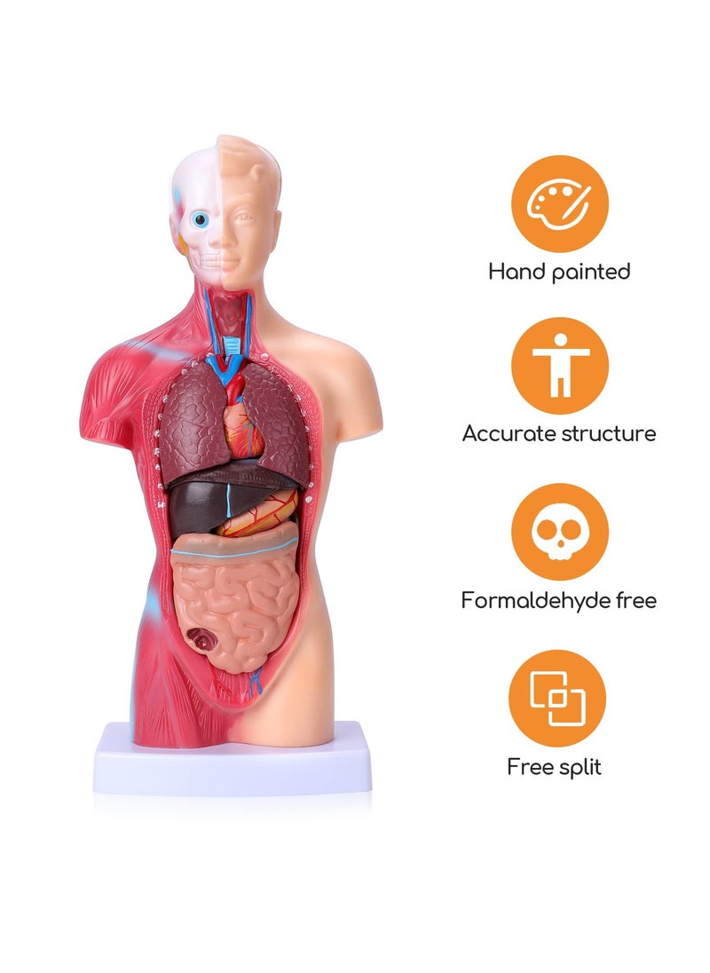 Human Body Model for Kids, 15Pcs Removable Human Torso Anatomy Model, Body Parts for Toddlers, Preschool Learning Toys, Age 4+, Medical Student Learning, School Education Display （11 inch）  - Image 2