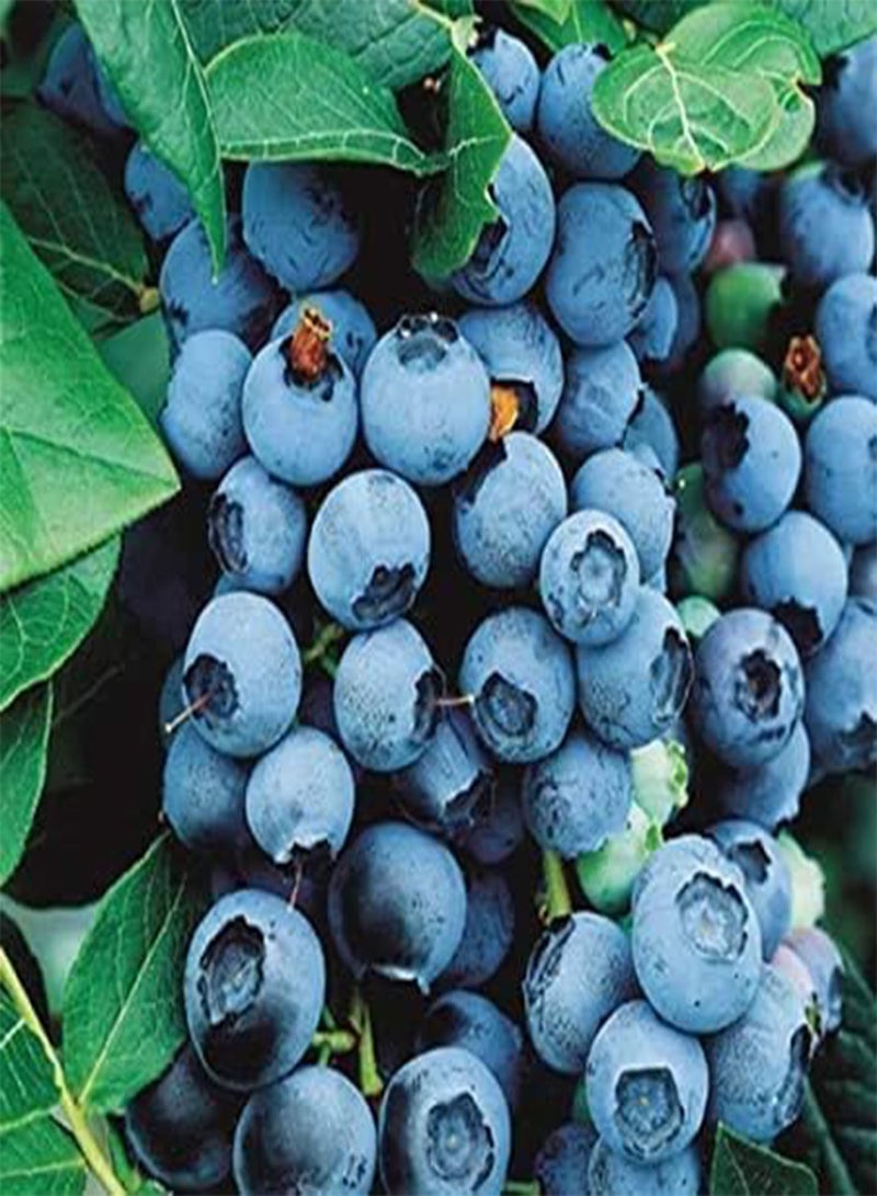 GGOOT 25 Lowbush Blueberry Fruit Seeds - Image 2