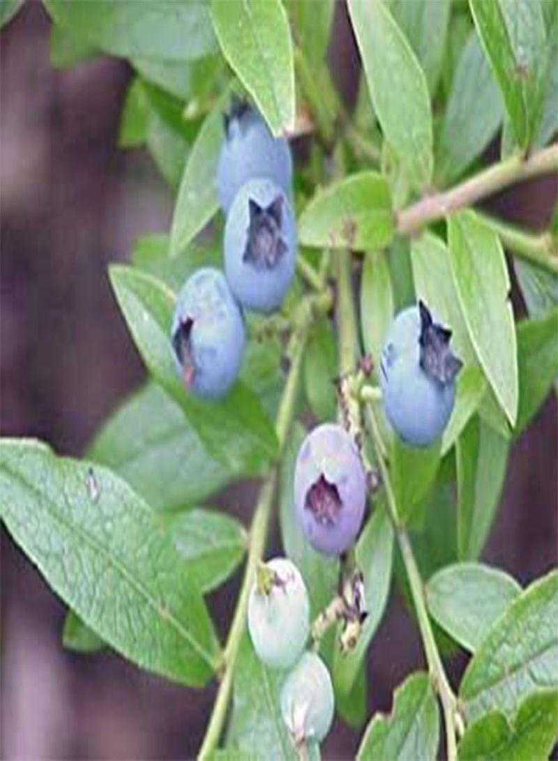 GGOOT 25 Lowbush Blueberry Fruit Seeds - Image 3
