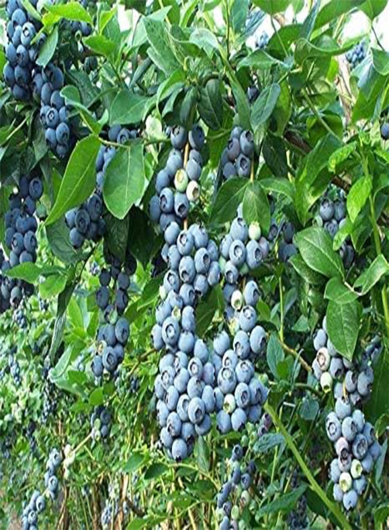 GGOOT 25 Lowbush Blueberry Fruit Seeds - Image 1