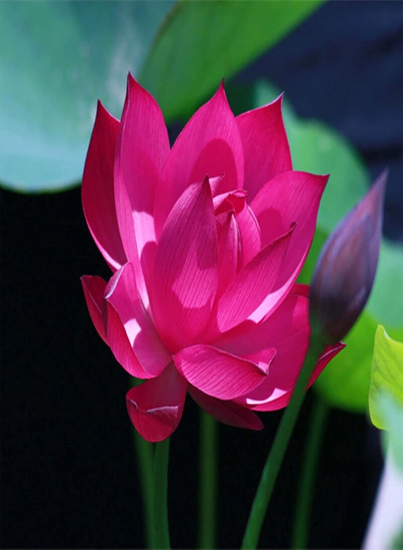 GGOOT Flowers Seeds 15Pcs/Bag Lotus Seeds Aromatic Easy to Grow Multi-Color Pots Bonsai Seedlings Balcony Easy Sow for Garden Planting - Purple  - Image 2