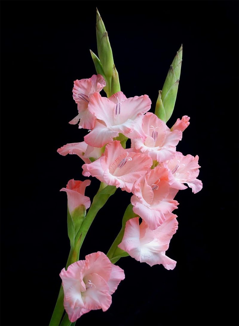 جي جوت 10 روزا جلاديولينزويبيلن بلومنفارب يمكن أن تكون من خلال عين باباجي بلومينزويبيلن مهرجاهريج فريش بلوهيند مع حمامي جلاديولوس بفلانزنزويبيلن - Image 2