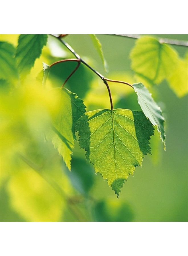 Weleda زيت الجسم المضاد للسيلوليت من البتولا 3.4 أونصة سائلة، زيت جسم غني بالنباتات مع زيوت البتولا، إكليل الجبل وزيت الجوجوبا - Image 5