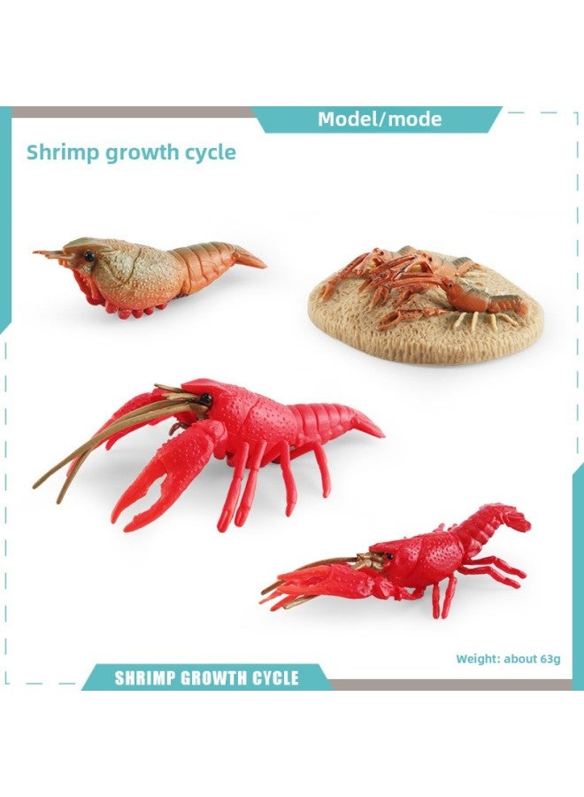 Generic Realistic Small Animal Model Toys Growth Life Cycle Frogs ...