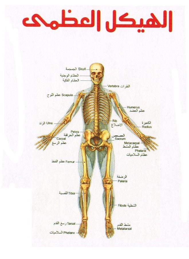 Toys 3D Puzzle The skeleton Big  - Image 1