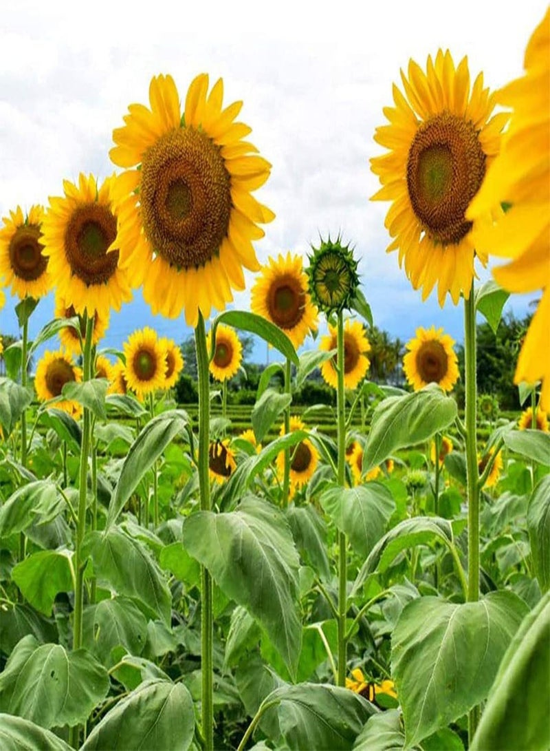 GGOOT 50Pcs Yellow Sunflower Seeds for Outdoor Balcony Planting Blooming Flowers Like The Sun Bright Indispensable Garden Decorative Landscape - Image 3