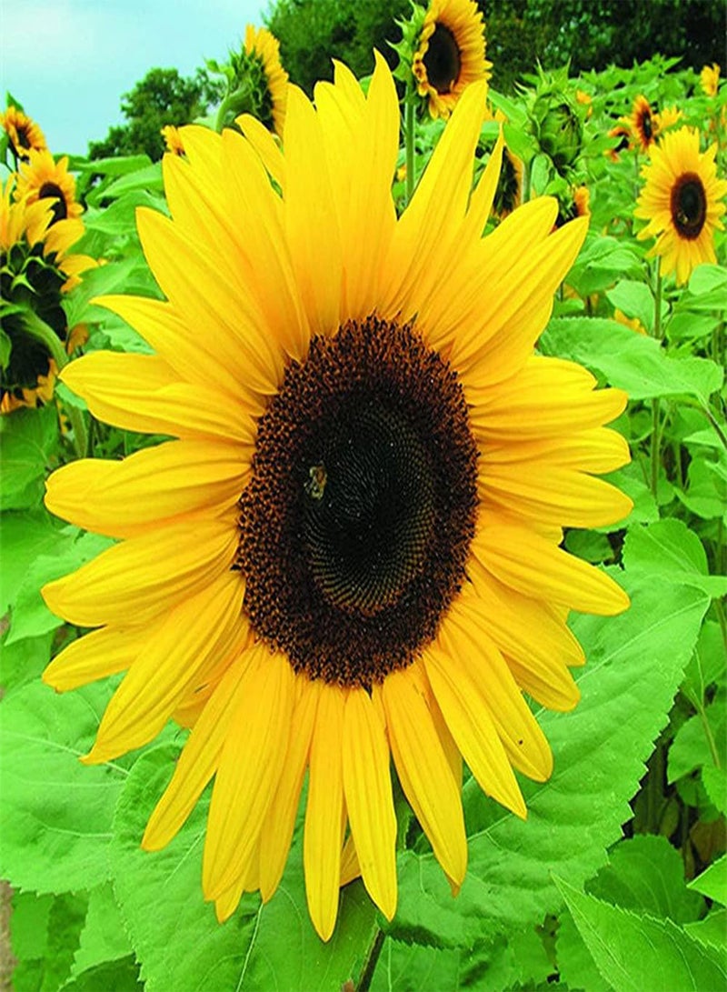 GGOOT 50Pcs Yellow Sunflower Seeds for Outdoor Balcony Planting Blooming Flowers Like The Sun Bright Indispensable Garden Decorative Landscape - Image 2