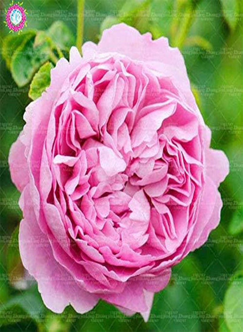 GGOOT New 100pcs Double Petal English Rose Flower Seeds for Gardening Light Orange - Image 3