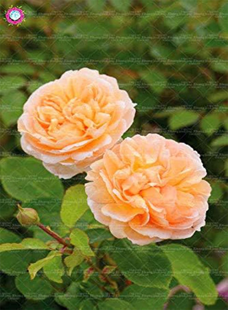 GGOOT New 100pcs Double Petal English Rose Flower Seeds for Gardening Light Orange - Image 1