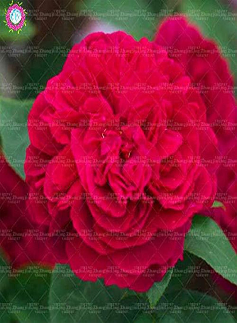 GGOOT New 100pcs Double Petal English Rose Flower Seeds for Gardening Light Orange - Image 4