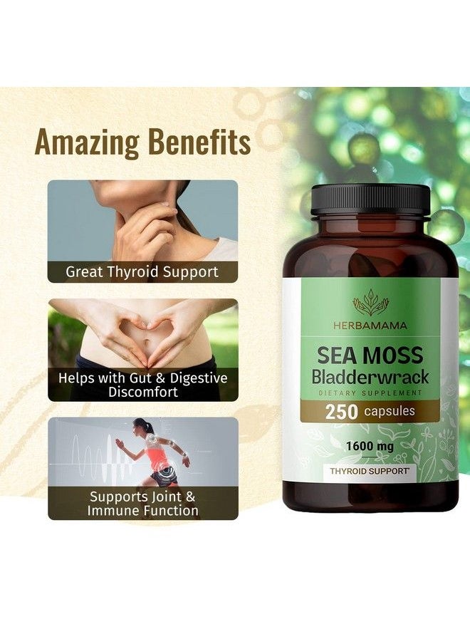 HERBAMAMA - Irish Sea Moss Capsules Organic Sea Moss And Bladderwrack Pills Vegan Seamoss For Men & Women Dr Sebi Sea Moss Pills For Energy & Thyroid Support Irish Moss Powder 250 Caps - Image 1