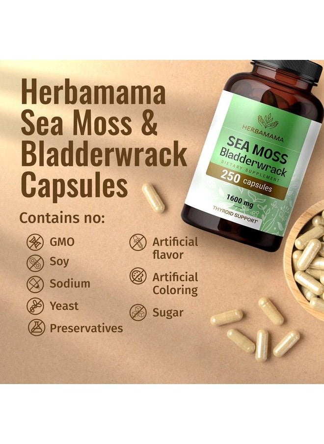 HERBAMAMA - Irish Sea Moss Capsules Organic Sea Moss And Bladderwrack Pills Vegan Seamoss For Men & Women Dr Sebi Sea Moss Pills For Energy & Thyroid Support Irish Moss Powder 250 Caps - Image 1