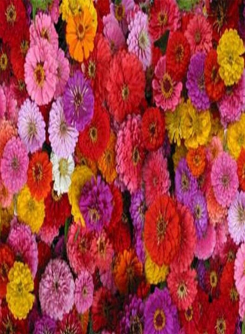 GGOOT Zinnia- Zin Master Mix- 100 Seeds - Image 2