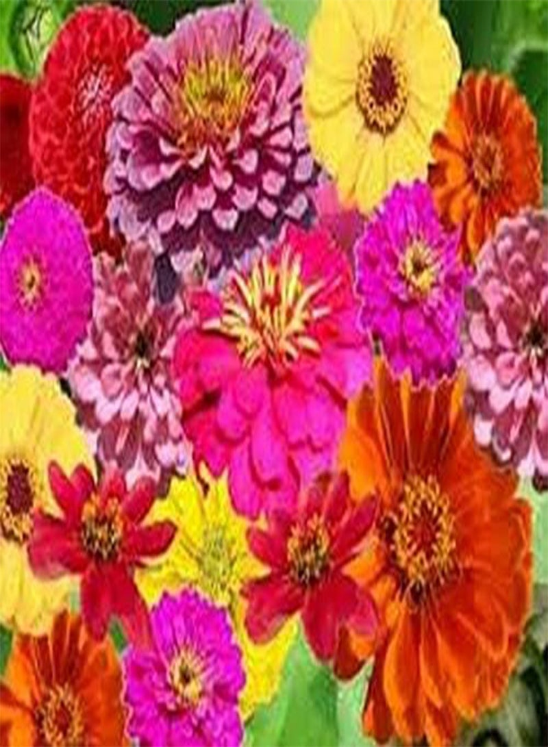 GGOOT Zinnia- Zin Master Mix- 100 Seeds - Image 1