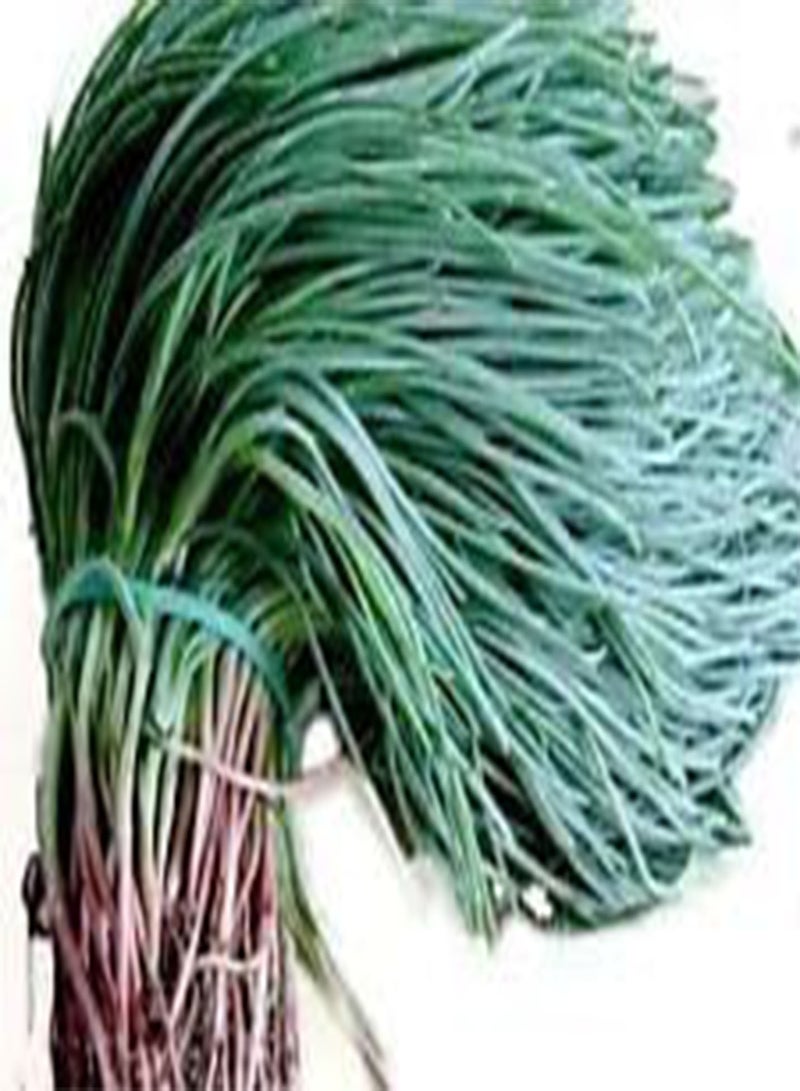 GGOOT seedsOka Hijiki seeds   Land SeaweedSaltwort european Asian Speciality (5 grams) 