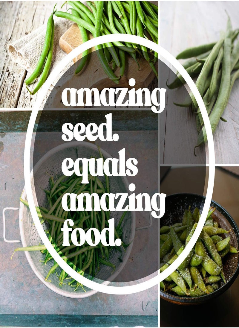 GGOOT - Broad Windsor Fava Bean Seeds - 30 g Packet ~18 Seeds - Non-GMO, Heirloom - Vegetable Garden Seeds - Vicia faba - Image 1