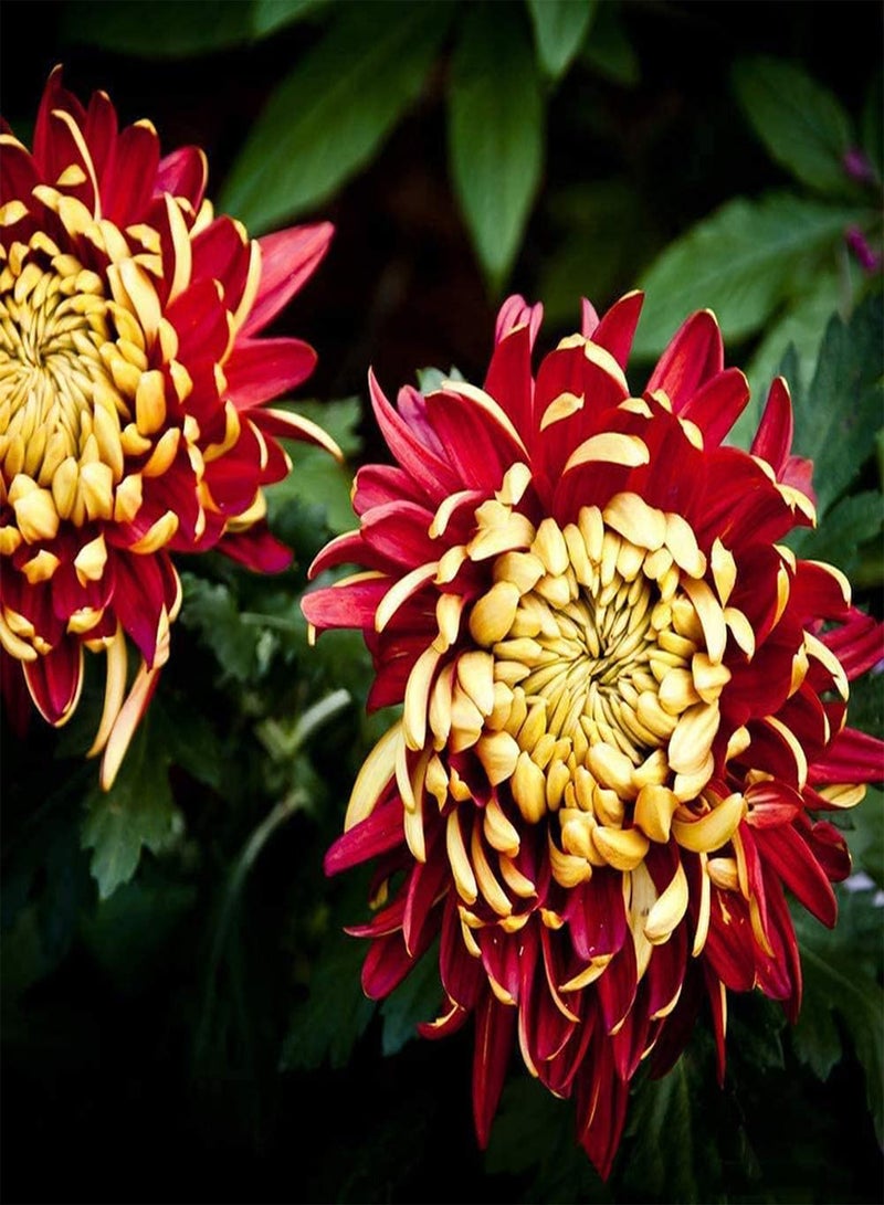 GGOOT 100Pcs Chrysanthemum Seeds Unique Exterior Perennial Herbal Flowers Garden Balcony Courtyard DIY Planting Decoration Indoor and Outdoor - Image 1