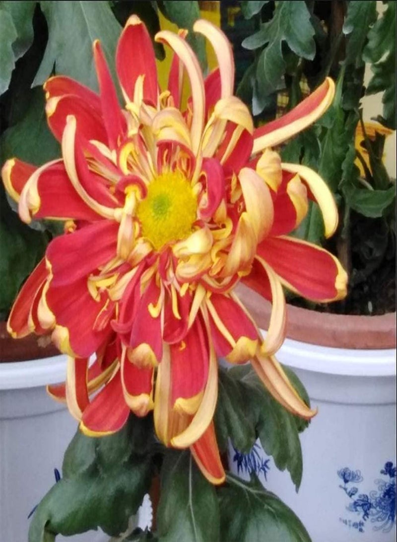 GGOOT 100Pcs Chrysanthemum Seeds Unique Exterior Perennial Herbal Flowers Garden Balcony Courtyard DIY Planting Decoration Indoor and Outdoor - Image 2