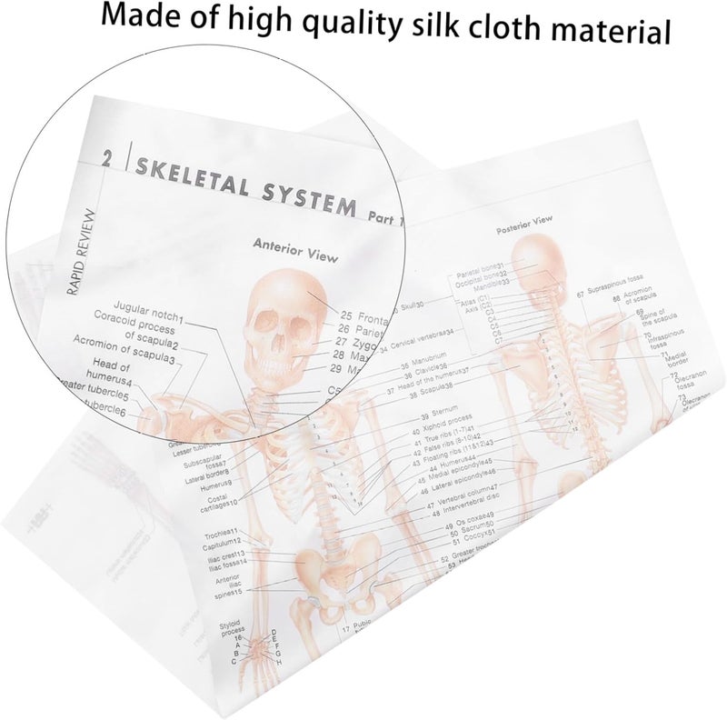 MAGICLULU Skeletal Structure Anatomy Poster 20x28inch Silk Fabric Educational Human Skeleton and Muscular System Chart Scientific Wall Art for Classroom and Office - Image 3