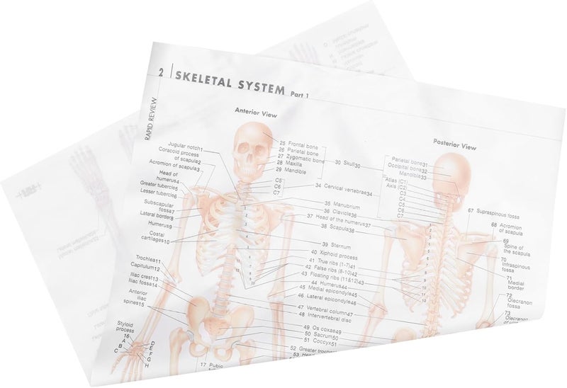 MAGICLULU Skeletal Structure Anatomy Poster 20x28inch Silk Fabric Educational Human Skeleton and Muscular System Chart Scientific Wall Art for Classroom and Office - Image 1