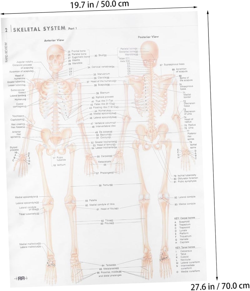 MAGICLULU Skeletal Structure Anatomy Poster 20x28inch Silk Fabric Educational Human Skeleton and Muscular System Chart Scientific Wall Art for Classroom and Office - Image 2