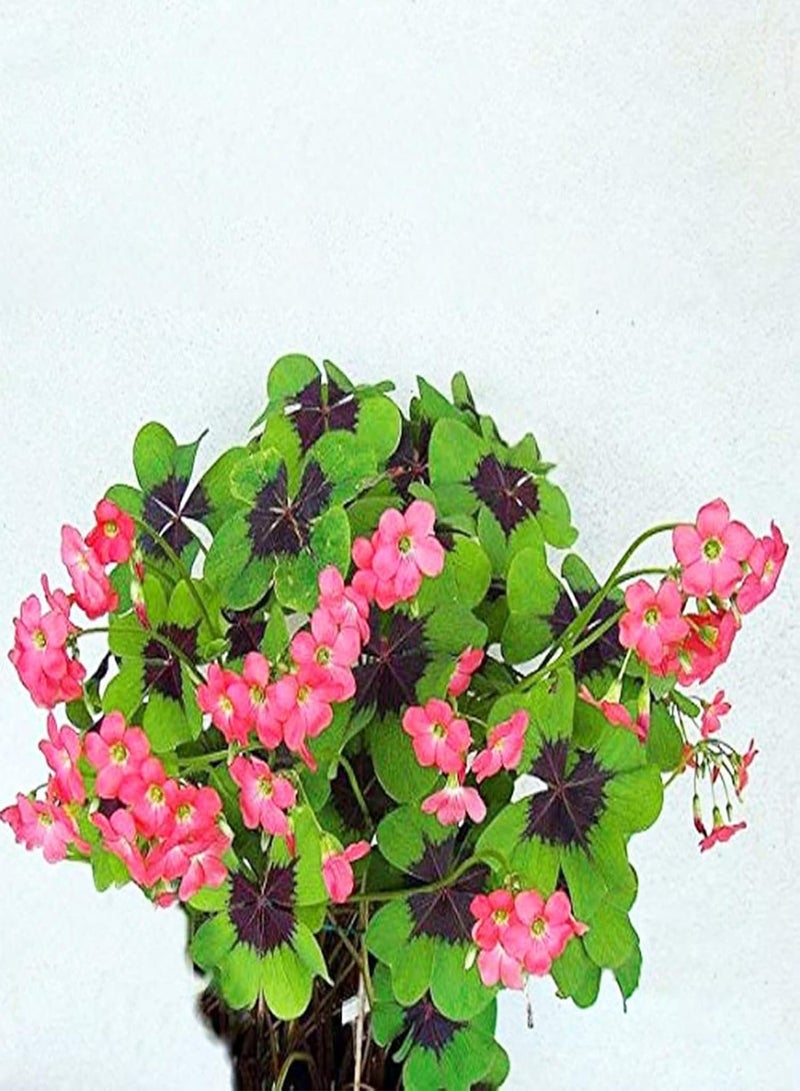 GGOOT 300Pcs/Bag Clover Seeds, Natural Georgic Mountain Valley Grass Seeds for Outdoor Home Courtyard Balcony Yard Garden Seeds for Yard - Image 5