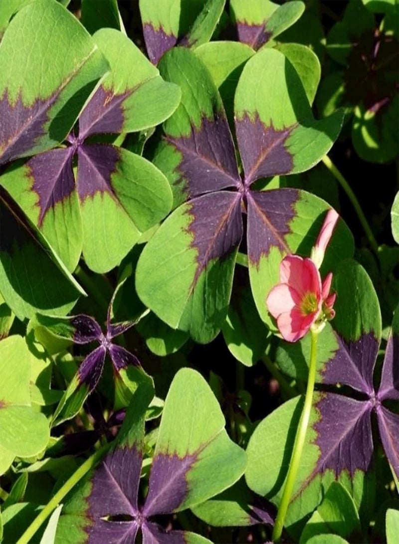 GGOOT 300Pcs/Bag Clover Seeds, Natural Georgic Mountain Valley Grass Seeds for Outdoor Home Courtyard Balcony Yard Garden Seeds for Yard - Image 3