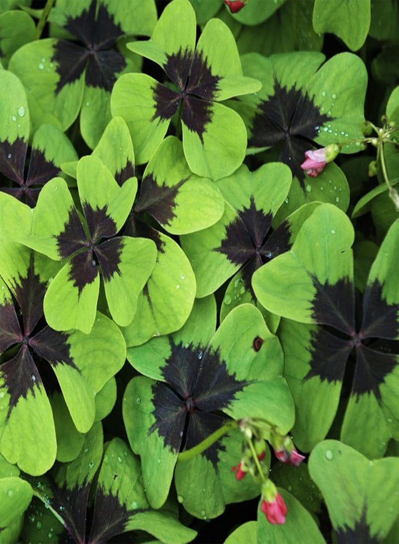 GGOOT 300Pcs/Bag Clover Seeds, Natural Georgic Mountain Valley Grass Seeds for Outdoor Home Courtyard Balcony Yard Garden Seeds for Yard - Image 2