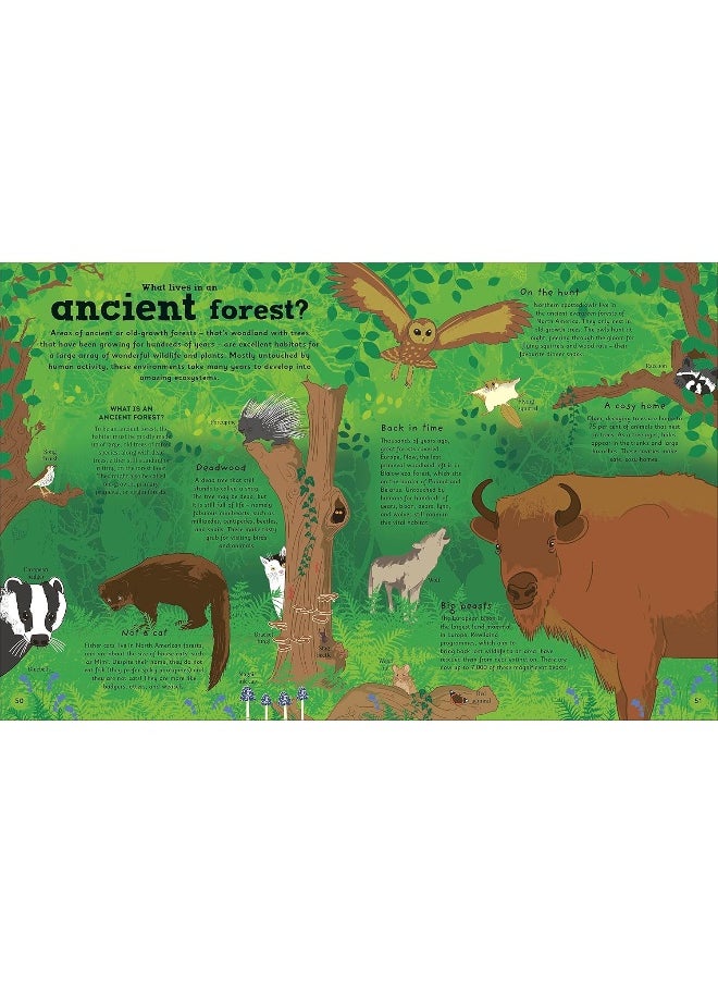 The Magic of Forests: A Fascinating Guide to Forests Around the World  - Image 4