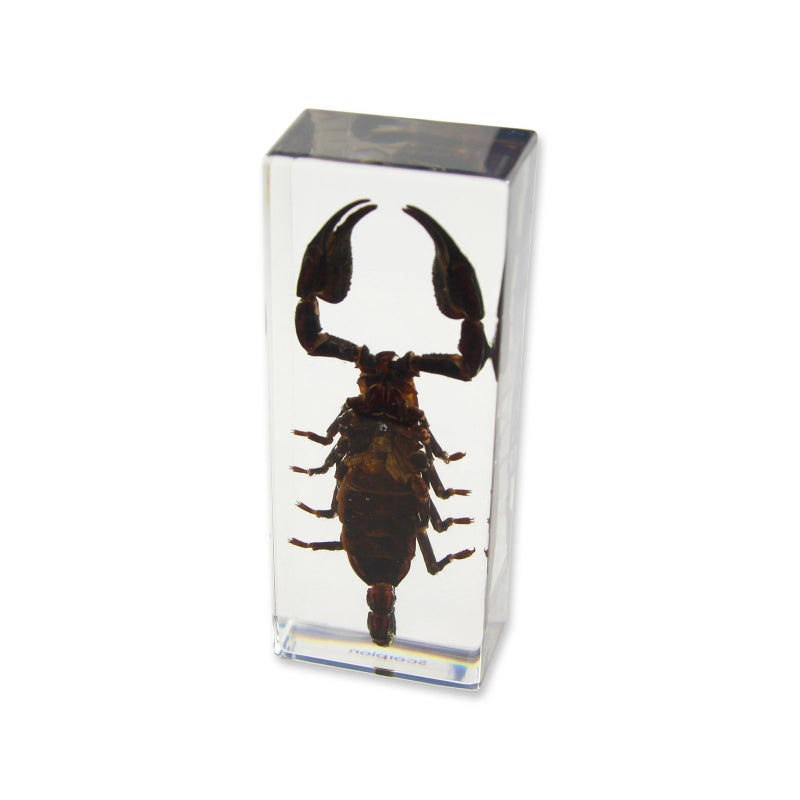 REALBUG Black Scorpion Paperweight (4.4x1.6x1.1) - Image 3