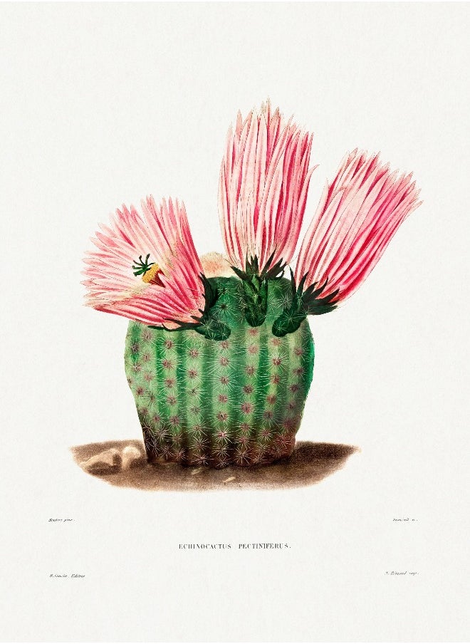 Generic - Rainbow Cactus (Botanical Lithograph by French Botanist Charles Antoine Lemaire) A4 A3 A2 High resolution giclee art print, also available framed - Image 1