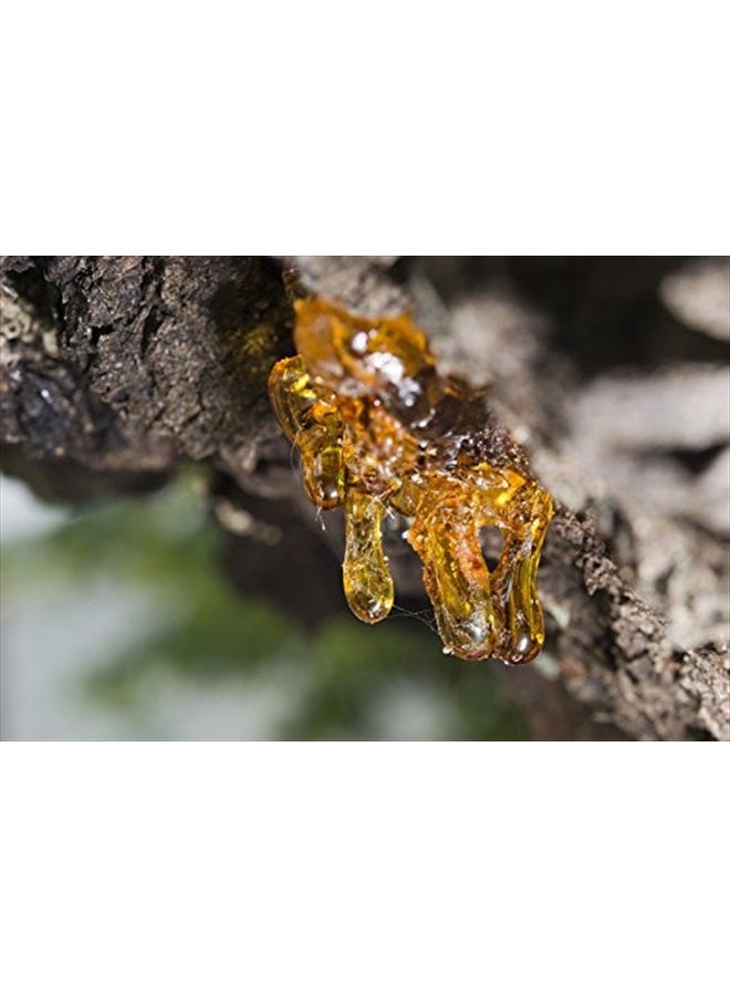 US Organic 100% Pure Frankincense Essential Oil, USDA Certified Organic, Steam Distilled, Boswellia serrata, Sourced from India, Topically or in Diffuser, Perfect for Aging Skin, All skin type (10 ml) - Image 5