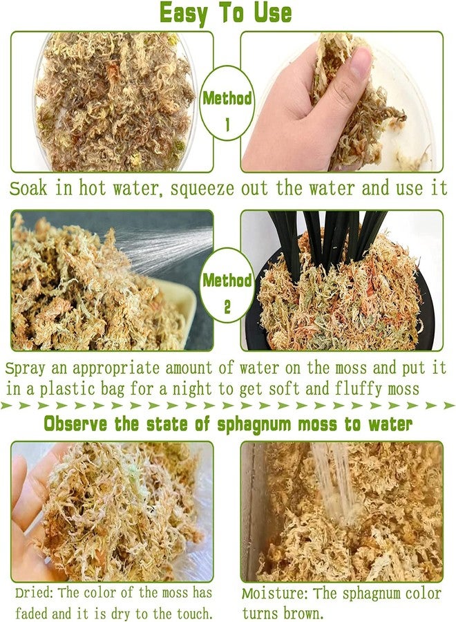 Legigo مزيج تربة ليجيجو الممتاز من طحلب السفاجنوم - 4 كوارت، طحلب مجفف طبيعي للنباتات العصارية واللاحمة، وسط زراعي مناسب لنباتات الأوركيد العصارية (السراسينيا) والزواحف. - Image 4