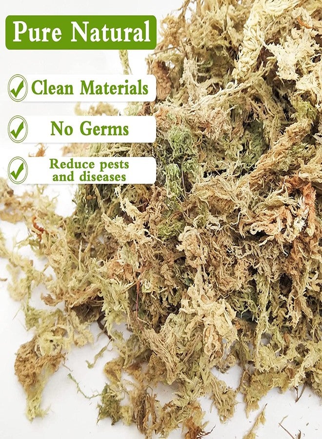 Legigo مزيج تربة ليجيجو الممتاز من طحلب السفاجنوم - 4 كوارت، طحلب مجفف طبيعي للنباتات العصارية واللاحمة، وسط زراعي مناسب لنباتات الأوركيد العصارية (السراسينيا) والزواحف. - Image 3