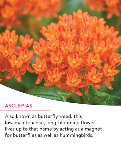Burpee Wildflower Mix Monarch Sanctuary Seeds | 25,000 Non-GMO Seeds, 3 Types of Butterfly Weed Plus Cornflower, Lupine, Echinacea, and More | Pollinator Garden Attracts Monarch Butterflies - Image 4