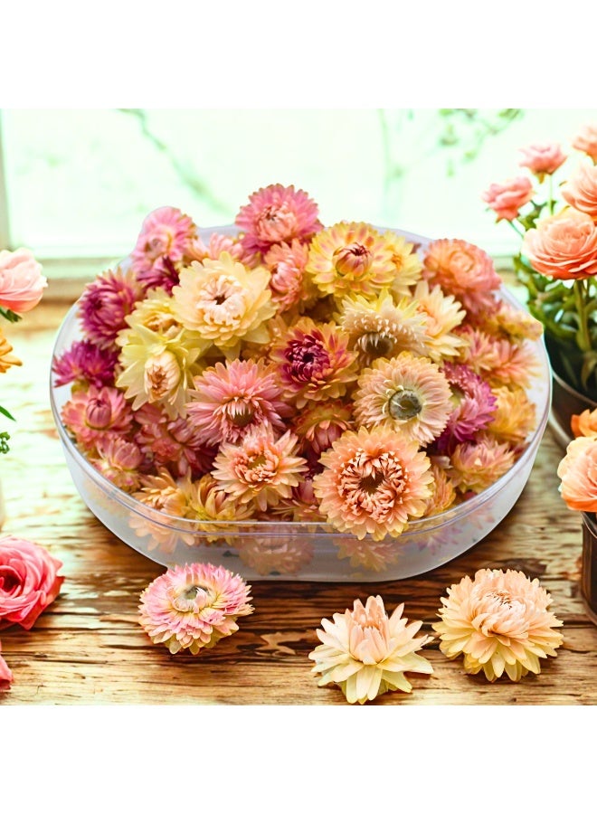 FANCY FLOWERS Those dried Strawflowers look absolutely lovely! The mix of pinks or roses or whites,or yellows sounds so cheerful. It's great that they come in a protective box, making them ready to use or gift right away. they'd be fantastic for all sorts of creative projects, from adding a natural touch to resin art and jewelry to bringing a lasting beauty to home decor and events. And the idea of adding them to potpourri is a nice touch for both visual appeal and texture. Timeless natural charm with exquisite, naturally dried Strawflower Everlasting elegance with vibrant blooms that require no daily upkeep or water Carefully preserved to maintain captivating texture and color Available in warm pinks, deep roses, soft whites, and cheerful yellows Stemless flower heads come ready to use in clear Polystyrene (PS) protective boxes Crafting: resin art, unique jewelry, scrapbooking texture Decor: table scatter, decorative bowls/vases, wreaths, wedding/e Flowers, Natural Assorted  Gift Box (PINK, Medium) - Image 4
