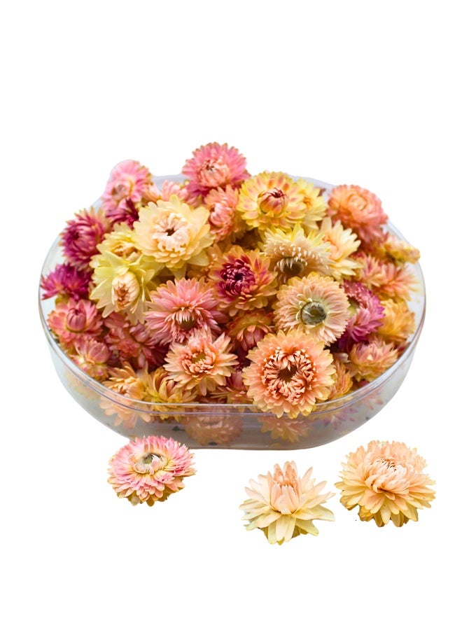FANCY FLOWERS Those dried Strawflowers look absolutely lovely! The mix of pinks or roses or whites,or yellows sounds so cheerful. It's great that they come in a protective box, making them ready to use or gift right away. they'd be fantastic for all sorts of creative projects, from adding a natural touch to resin art and jewelry to bringing a lasting beauty to home decor and events. And the idea of adding them to potpourri is a nice touch for both visual appeal and texture. Timeless natural charm with exquisite, naturally dried Strawflower Everlasting elegance with vibrant blooms that require no daily upkeep or water Carefully preserved to maintain captivating texture and color Available in warm pinks, deep roses, soft whites, and cheerful yellows Stemless flower heads come ready to use in clear Polystyrene (PS) protective boxes Crafting: resin art, unique jewelry, scrapbooking texture Decor: table scatter, decorative bowls/vases, wreaths, wedding/e Flowers, Natural Assorted  Gift Box (PINK, Medium) - Image 5